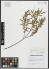 Foto von Salix alba L.